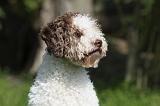 LAGOTTO 017